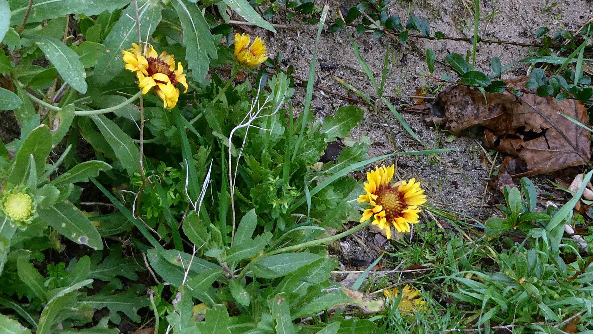 Blanket flower