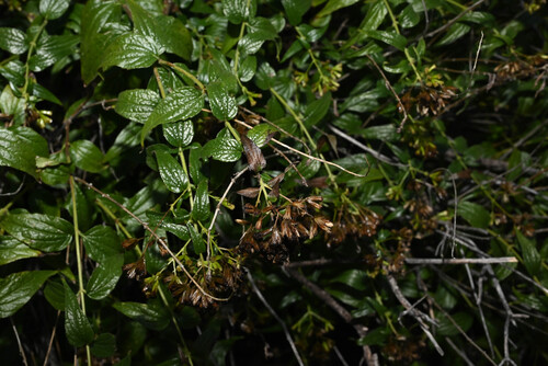Palmer's Umbrella Thoroughwort (Koanophyllon palmeri)