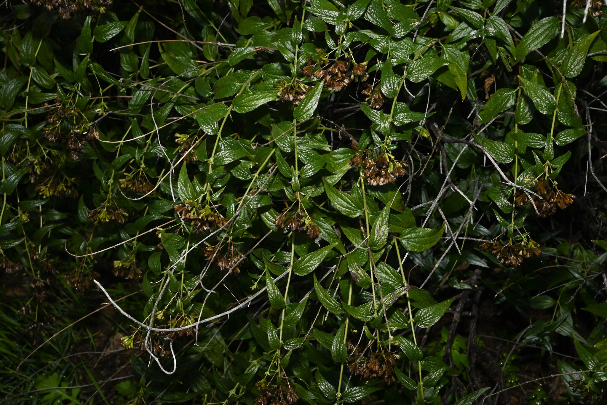 Imagem de Koanophyllon