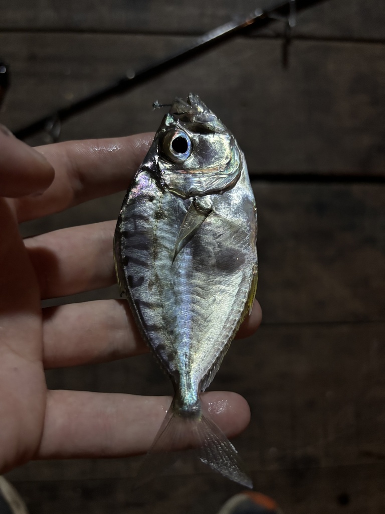 Rhomboid ponyfish (Gazza rhombea) — Leiognathidae