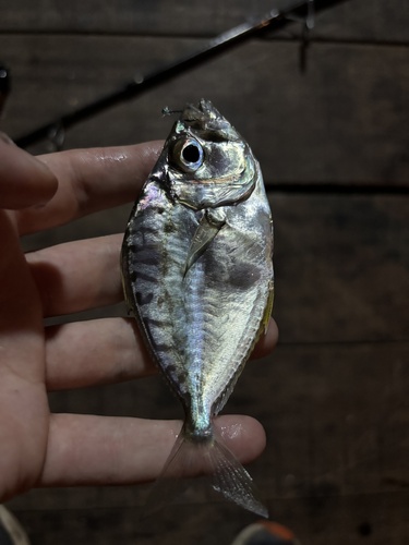 Rhomboid ponyfish (Gazza rhombea) — Leiognathidae