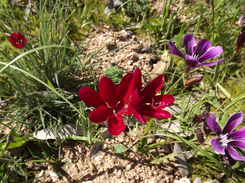 Geissorhiza erosa, Near Padagang,Tulbagh, 6820, South Africa