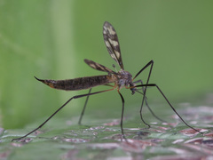 Idioptera linnei