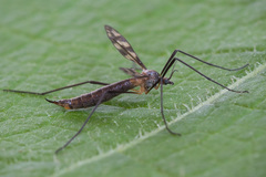 Idioptera linnei