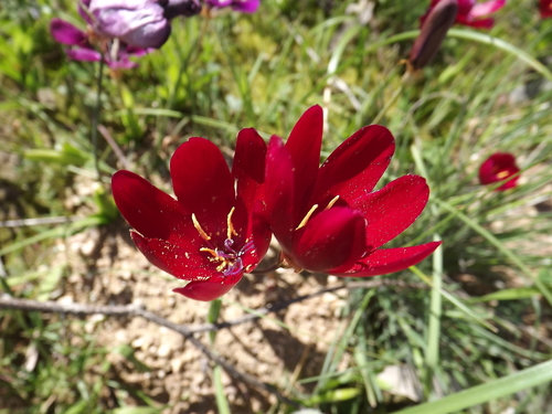 Geissorhiza erosa