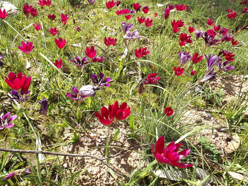 Geissorhiza erosa