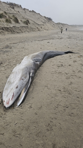 Balaenoptera physalus