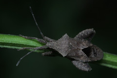 Hemiptera