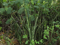 Sansevieria roxburghiana