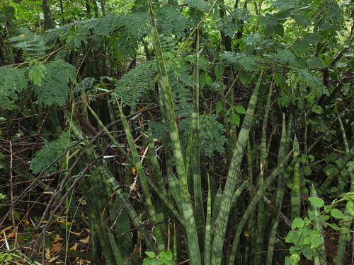 Sansevieria roxburghiana (Sansevieria roxburghiana)
