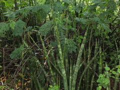 Sansevieria roxburghiana