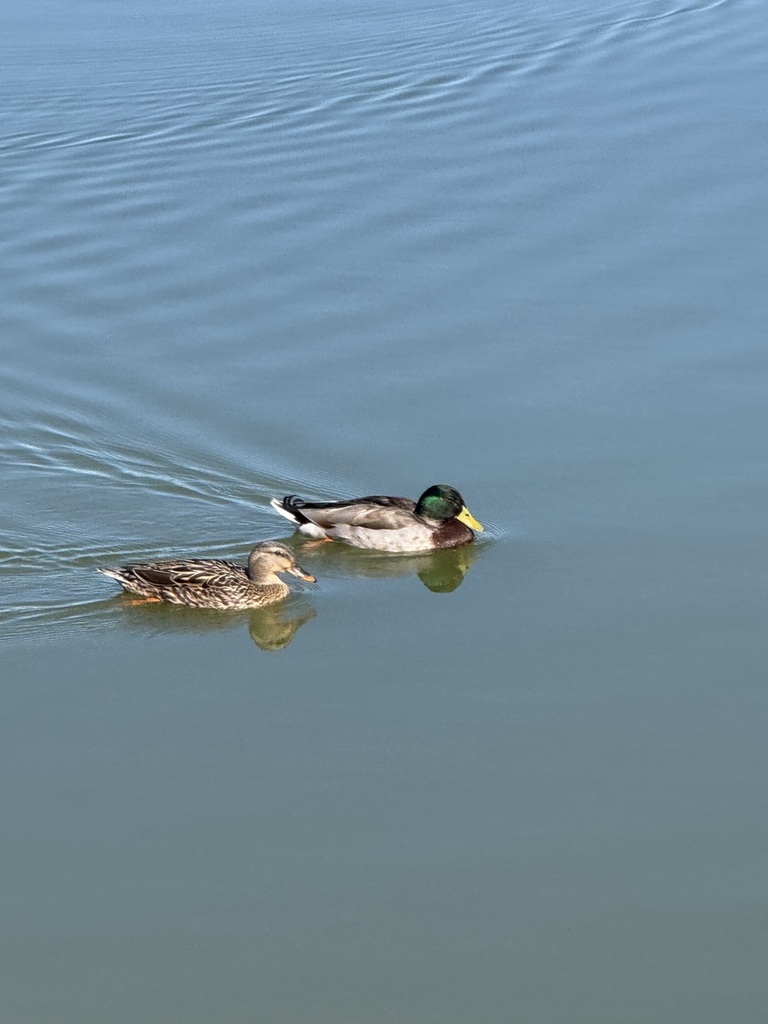Mallard from Greater Palm River Point CDC, Tampa, FL, USA on February 8 ...