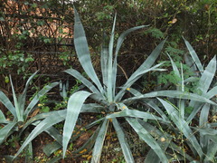Agave sisalana