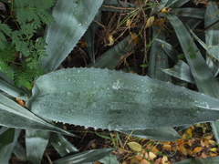 Agave sisalana