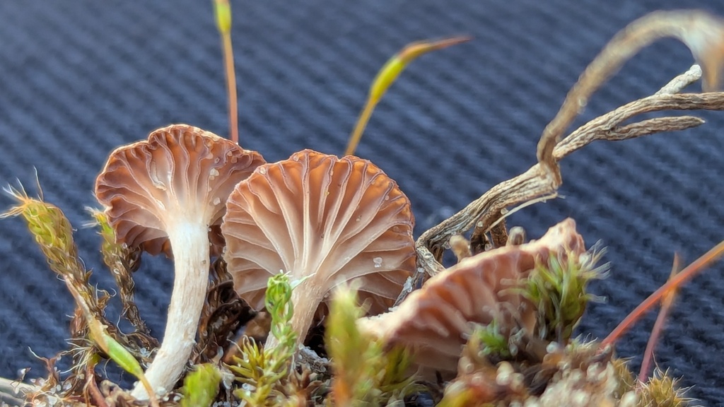 Omphalina pyxidata · February 2026 · photo: © rudolphous (iNaturalist, cc-by)