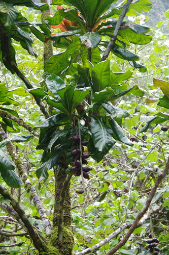 Cutnut (Barringtonia edulis)