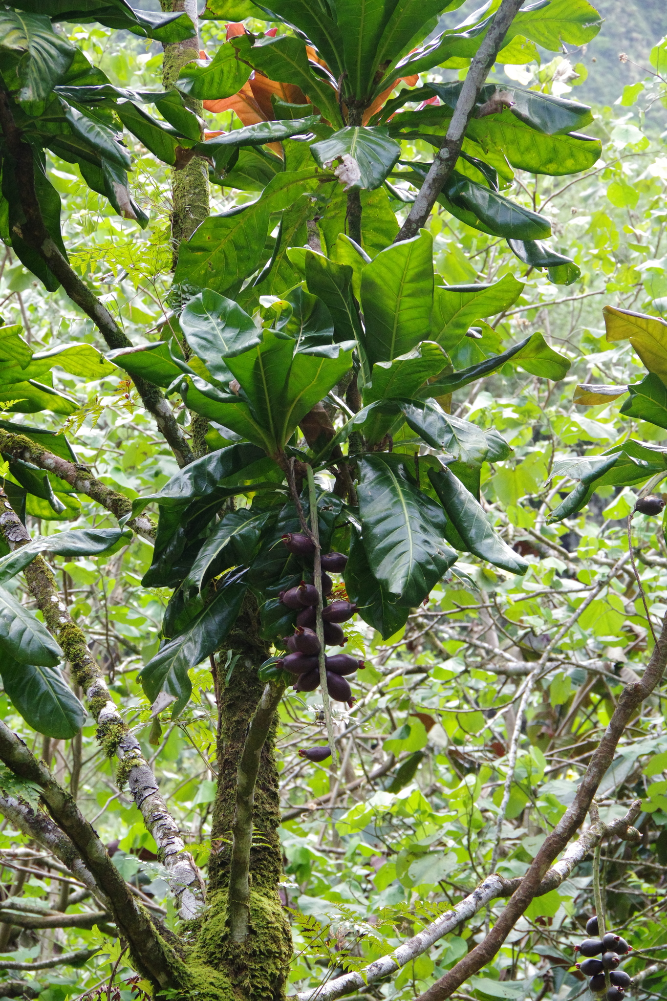 Cutnut (Barringtonia edulis)