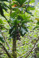 Cutnut (Barringtonia edulis)