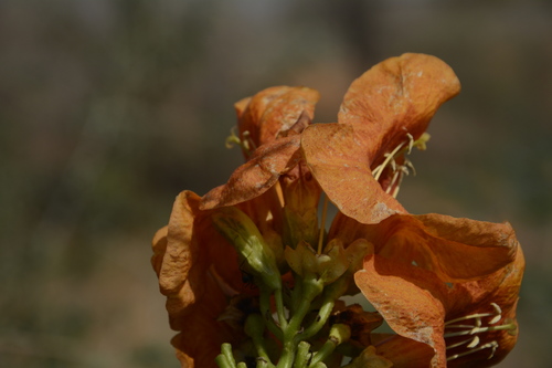 Image of Tecomella undulata by (c) Siddarth Machado, some rights reserved (CC BY)