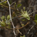 Maerua oblongifolia - Photo (c) Siddarth Machado, algunos derechos reservados (CC BY), subido por Siddarth Machado