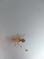 Dysdercus superstitiosus