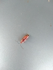 Dysdercus superstitiosus