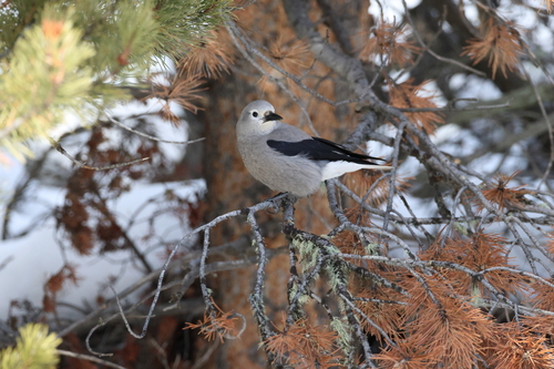 Clark's Nutcracker (Nucifraga columbiana), photo 6