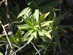 Echium stenosiphon, photograph (c) Malcolm Gould, some rights reserved (CC BY)