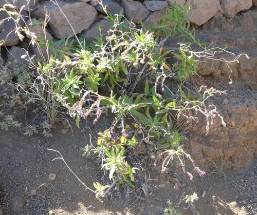 Echium stenosiphon, photograph 6