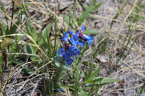 Wax-leaf Beardtongue (Penstemon nitidus)