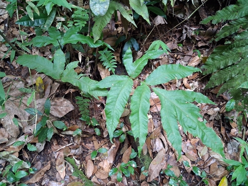 Incised halberd fern (Tectaria incisa)