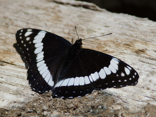 Weidemeyer's Admiral