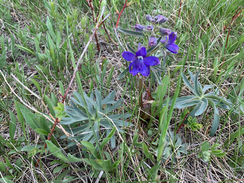 Low Larkspur (Delphinium bicolor)