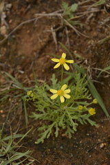 Senecio tenuifolius