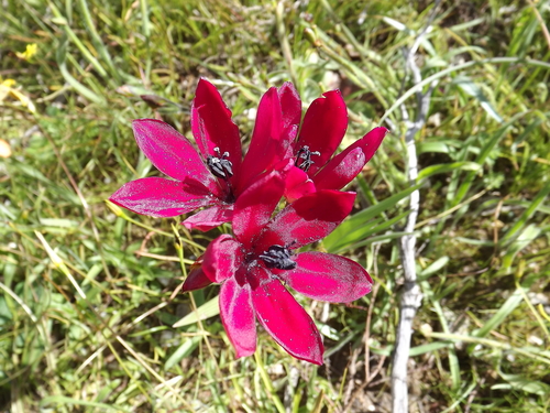 Image of Babiana villosa by (c) James Deacon, some rights reserved (CC BY-SA)