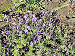 Jamesbrittenia pinnatifida