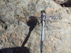 Orthetrum chrysostigma
