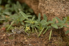 Cleome aspera