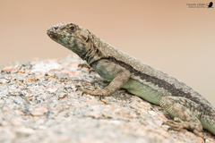 Microlophus atacamensis