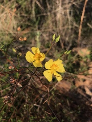 Crocanthemum aldersonii