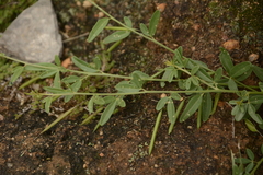 Cleome aspera