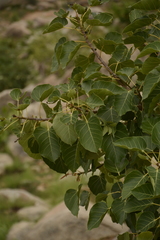 Ficus arnottiana