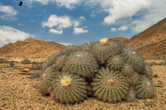 Copiapoa cinerascens