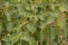 Ficus arnottiana