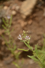 Cleome monophylla
