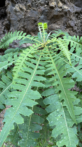 Sonchus palmensis, photograph 3