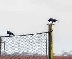 Corvus brachyrhynchos caurinus