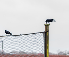 Corvus brachyrhynchos caurinus