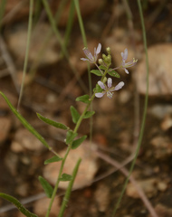 Cleome monophylla