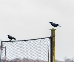 Corvus brachyrhynchos caurinus